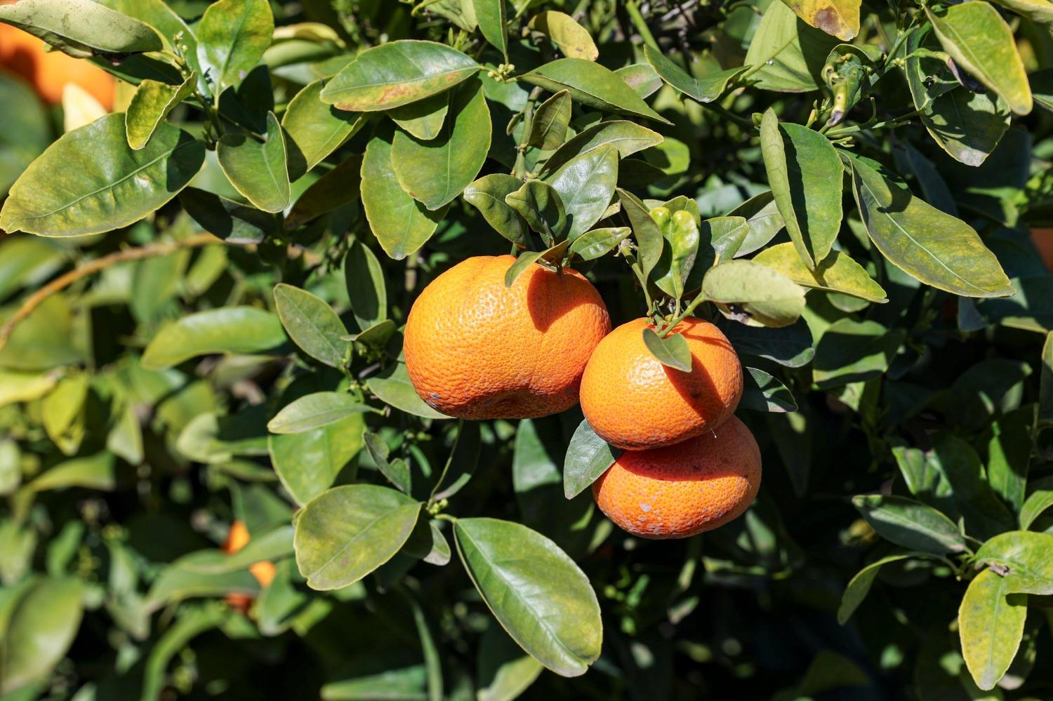 0 0 Road 176, Exeter, CA 93221