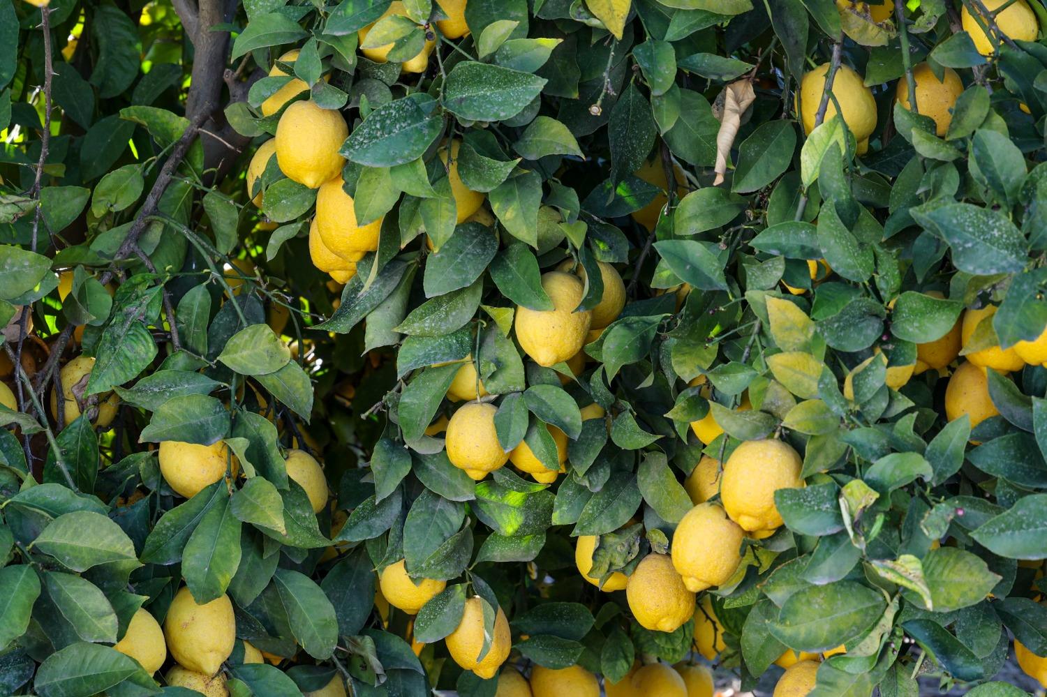 0 0 Road 176, Exeter, CA 93221