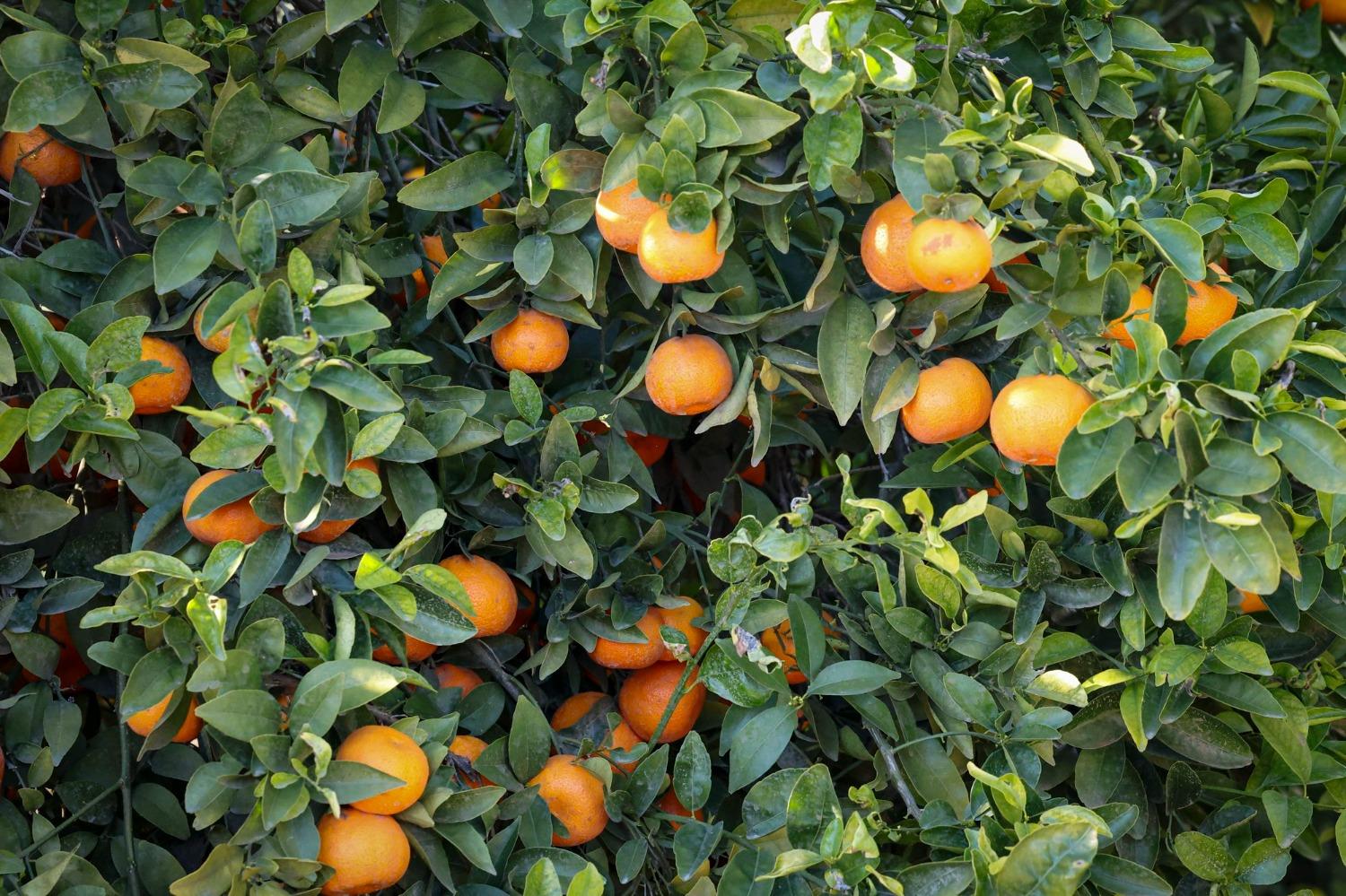 0 0 Road 176, Exeter, CA 93221