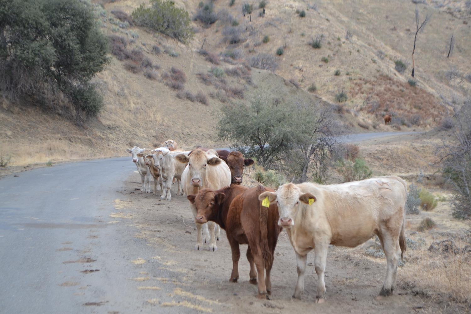 41346 Mineral Springs Rd, Coalinga, CA 93210