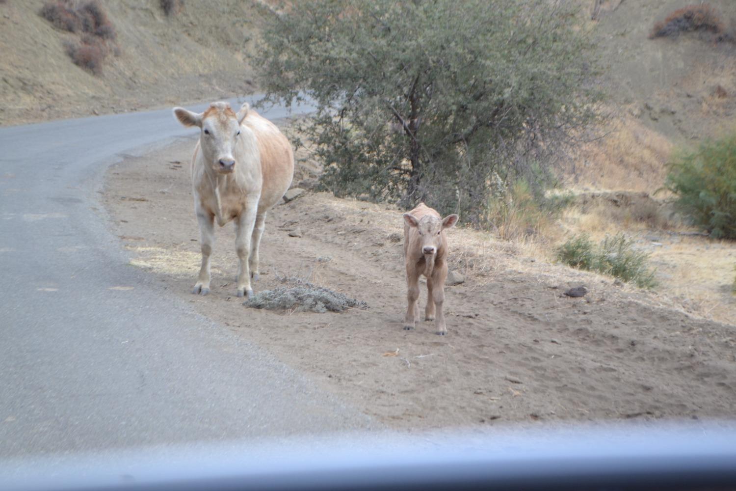 41346 Mineral Springs Rd, Coalinga, CA 93210