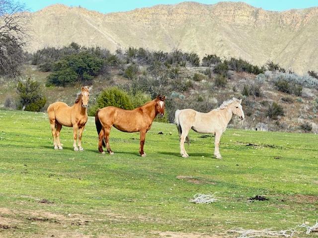 41346 Mineral Springs Rd, Coalinga, CA 93210