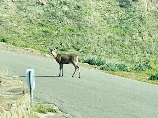 41346 Mineral Springs Rd, Coalinga, CA 93210