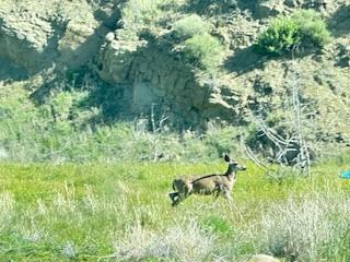 41346 Mineral Springs Rd, Coalinga, CA 93210