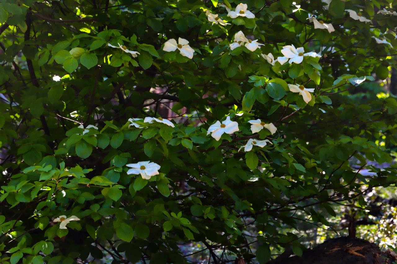 7420 Henness Ridge Rd, Yosemite West, CA 95389