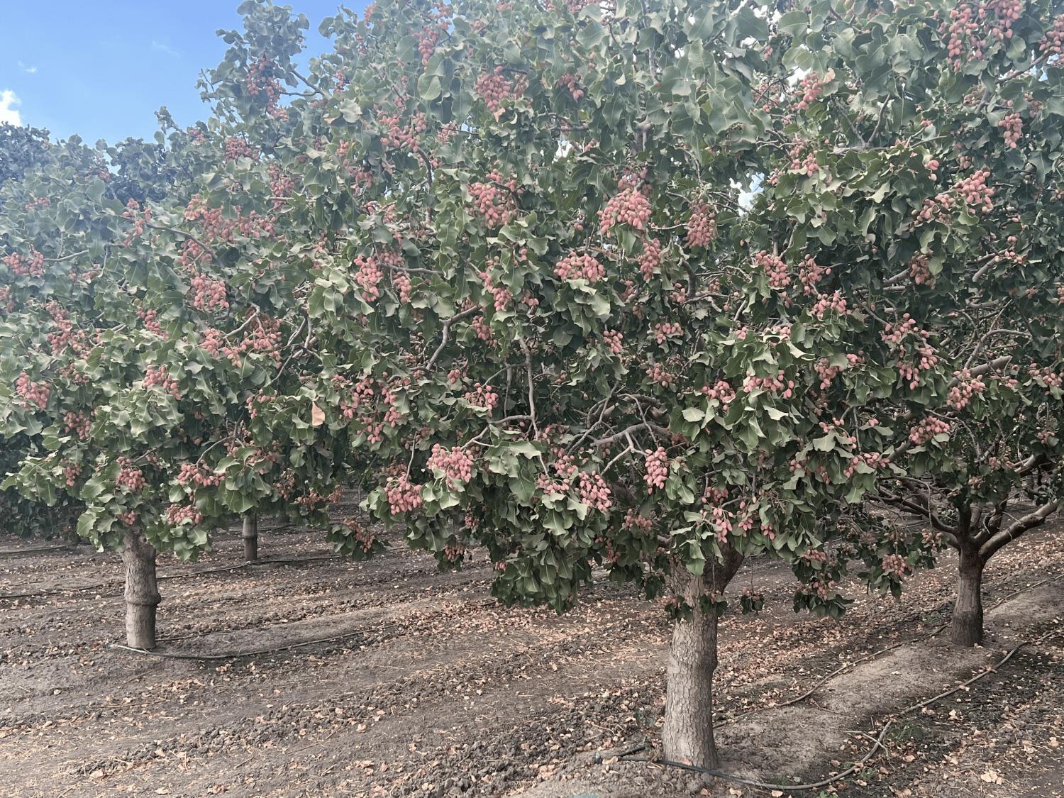 0 - Idaho Ave, Hanford, CA 93230