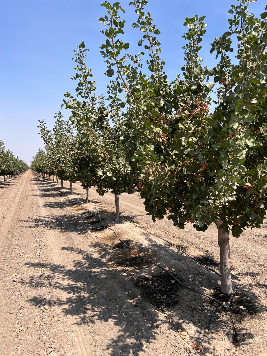 0 - Idaho Ave, Hanford, CA 93230