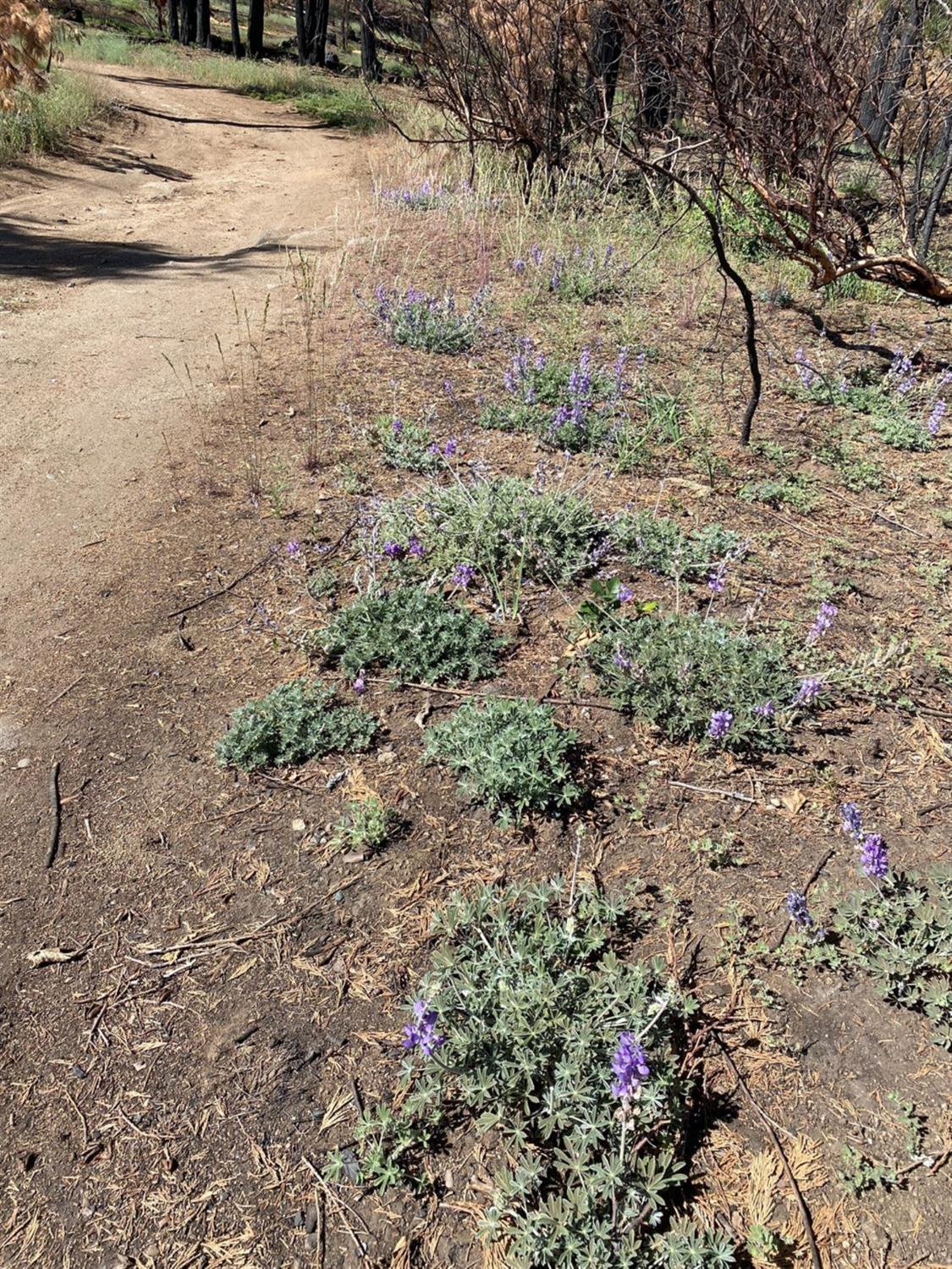 38283 Upper Cressman Rd, Shaver Lake, CA 93664