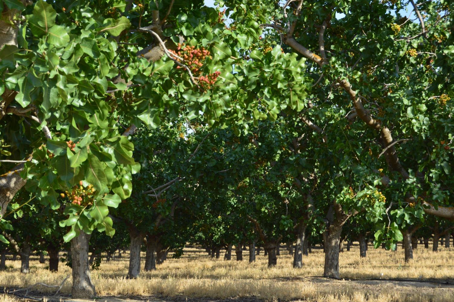 32717 S Kimberlina Rd, Wasco, CA 93280