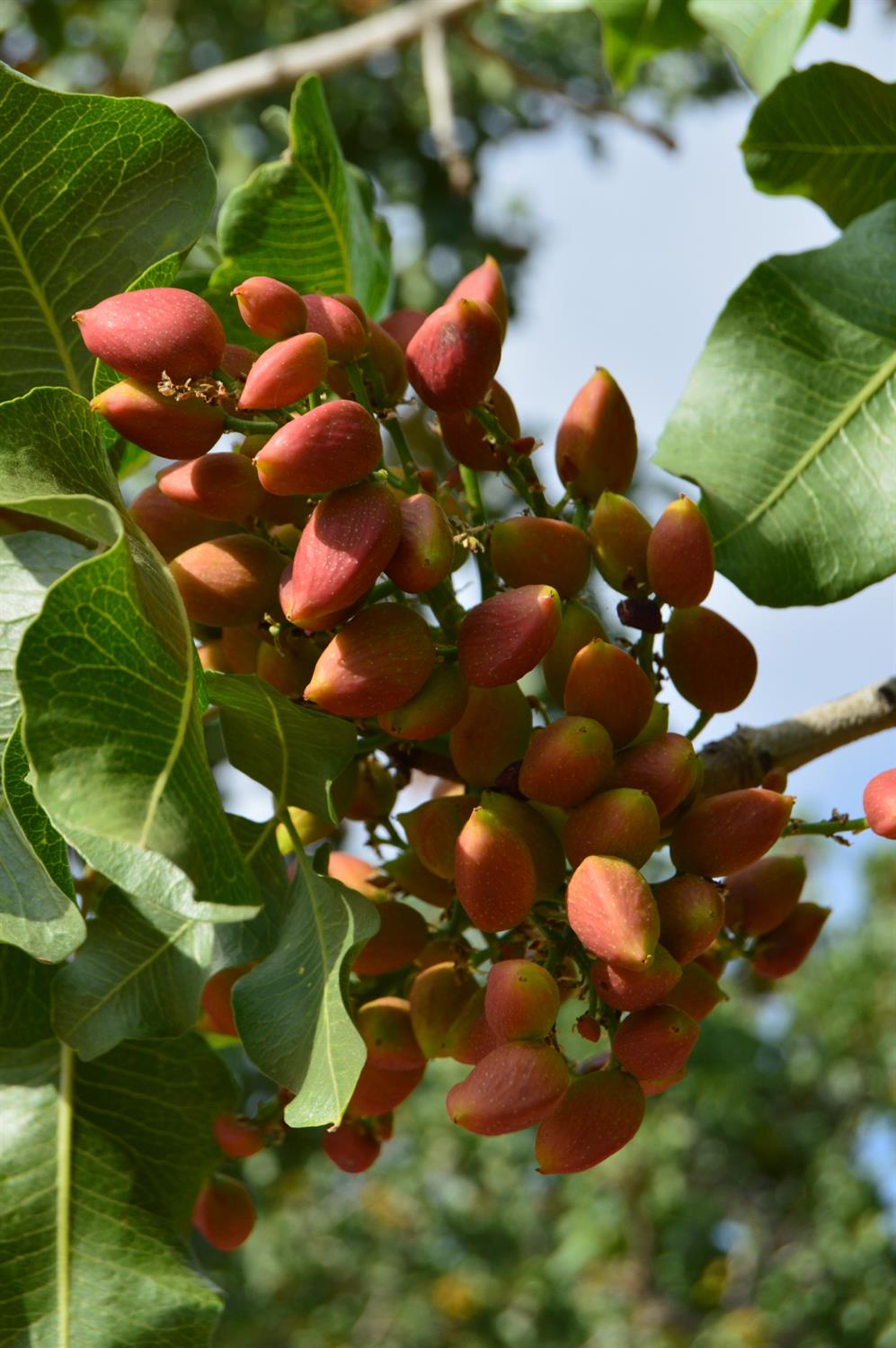 32717 S Kimberlina Rd, Wasco, CA 93280