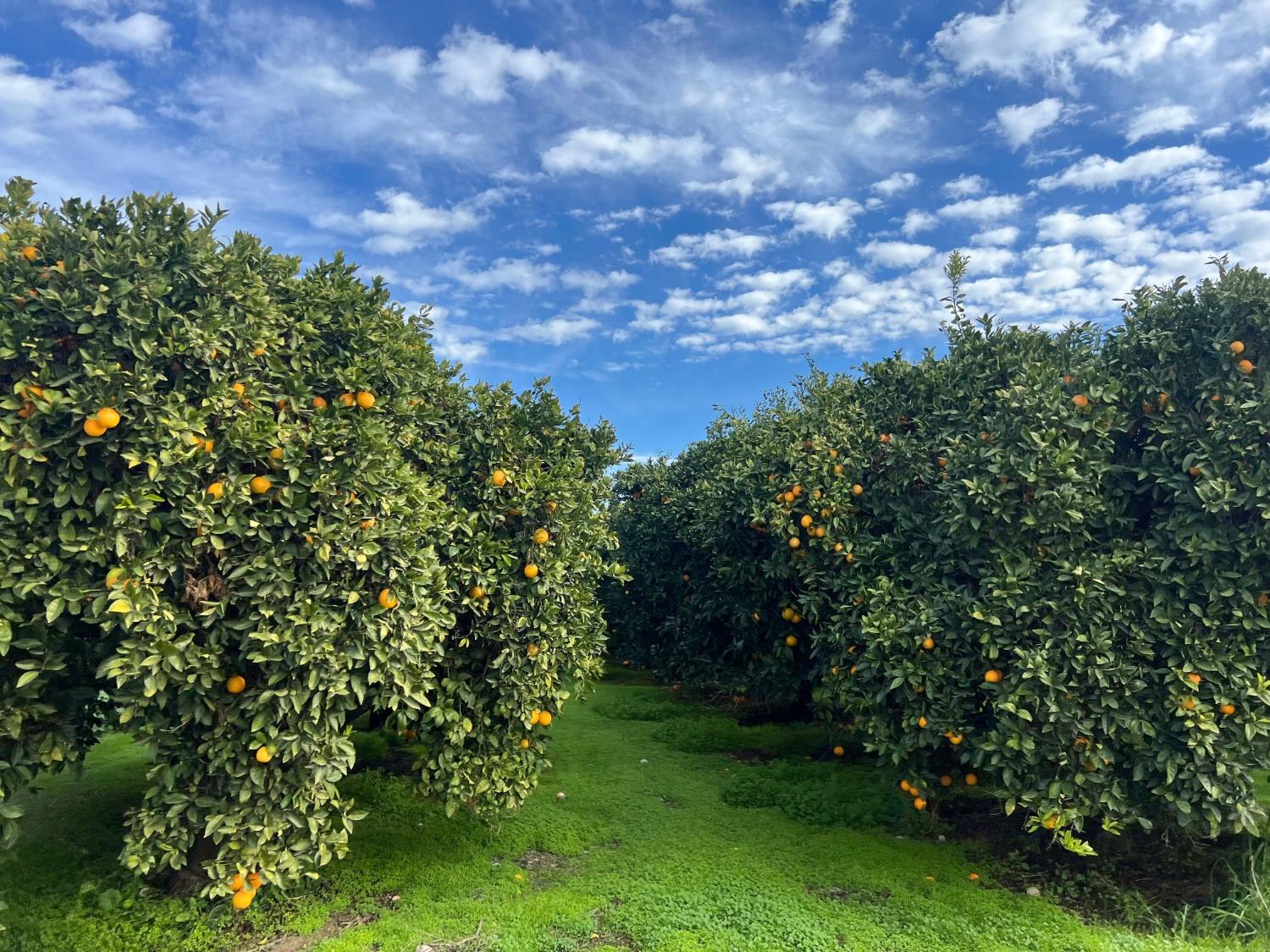 32717 S Kimberlina Rd, Wasco, CA 93280