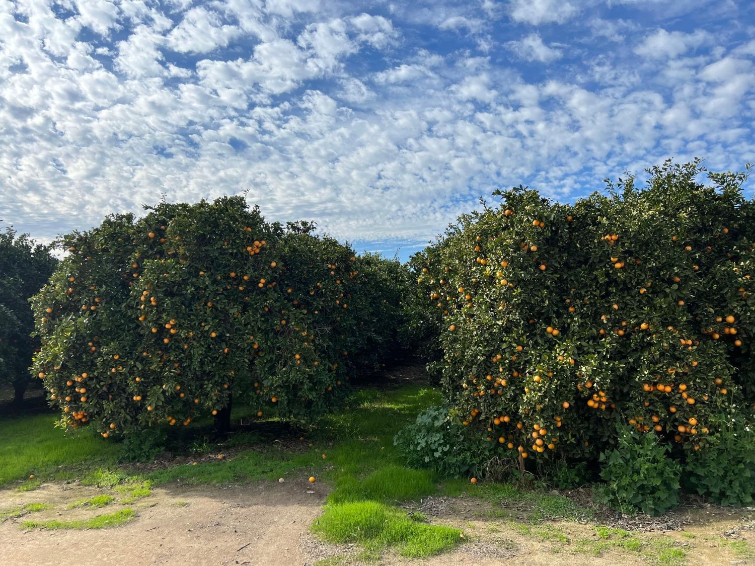 32717 S Kimberlina Rd, Wasco, CA 93280