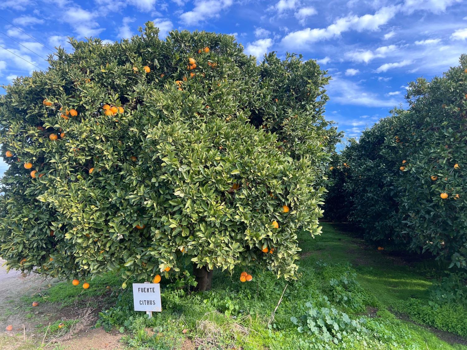 32717 S Kimberlina Rd, Wasco, CA 93280