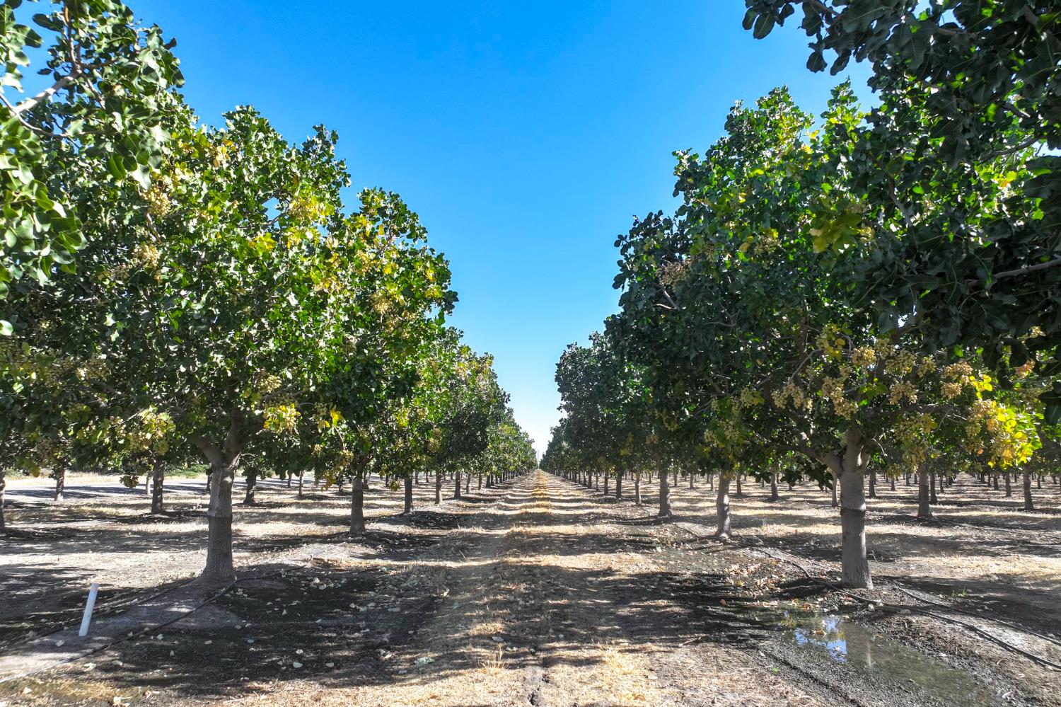 0 0 W Huntsman Ave, San Joaquin, CA 93660