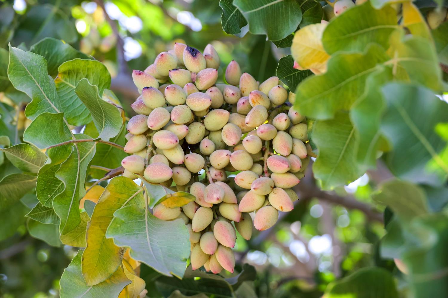 0 0 W Huntsman Ave, San Joaquin, CA 93660