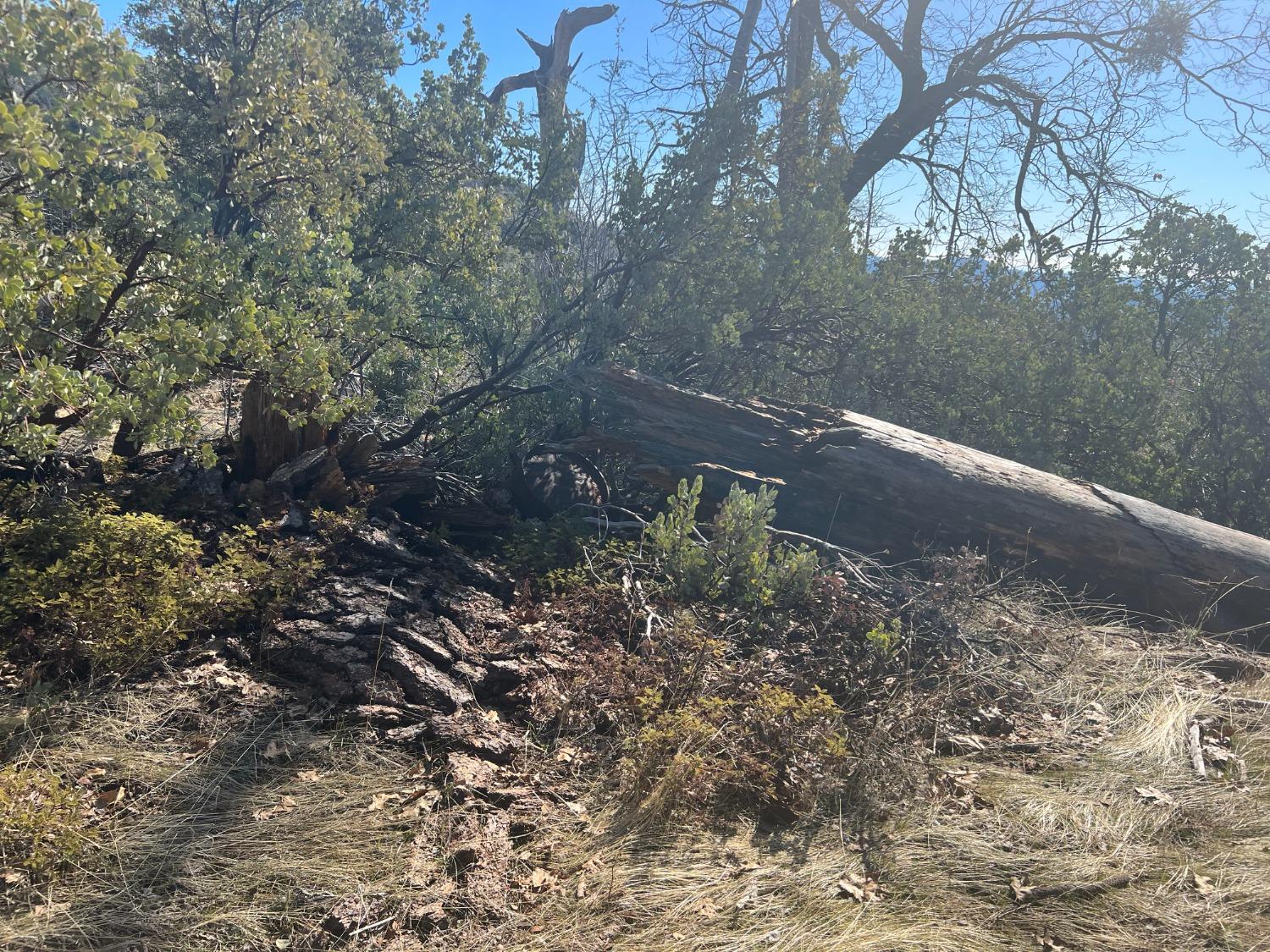 6225 Old Mill Rd, Mariposa, CA 95338