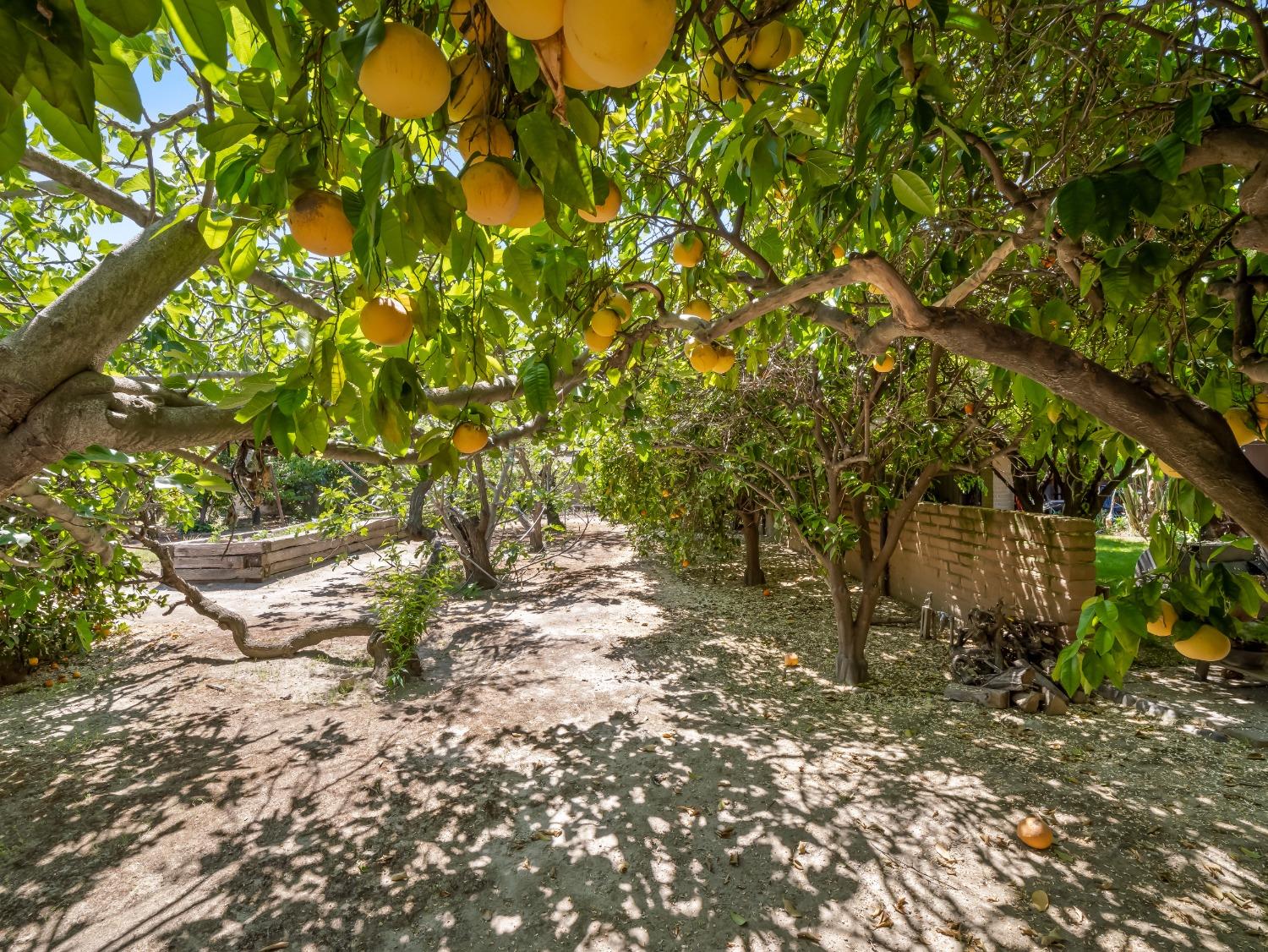 2414 Country Club Ln, Selma, CA 93662