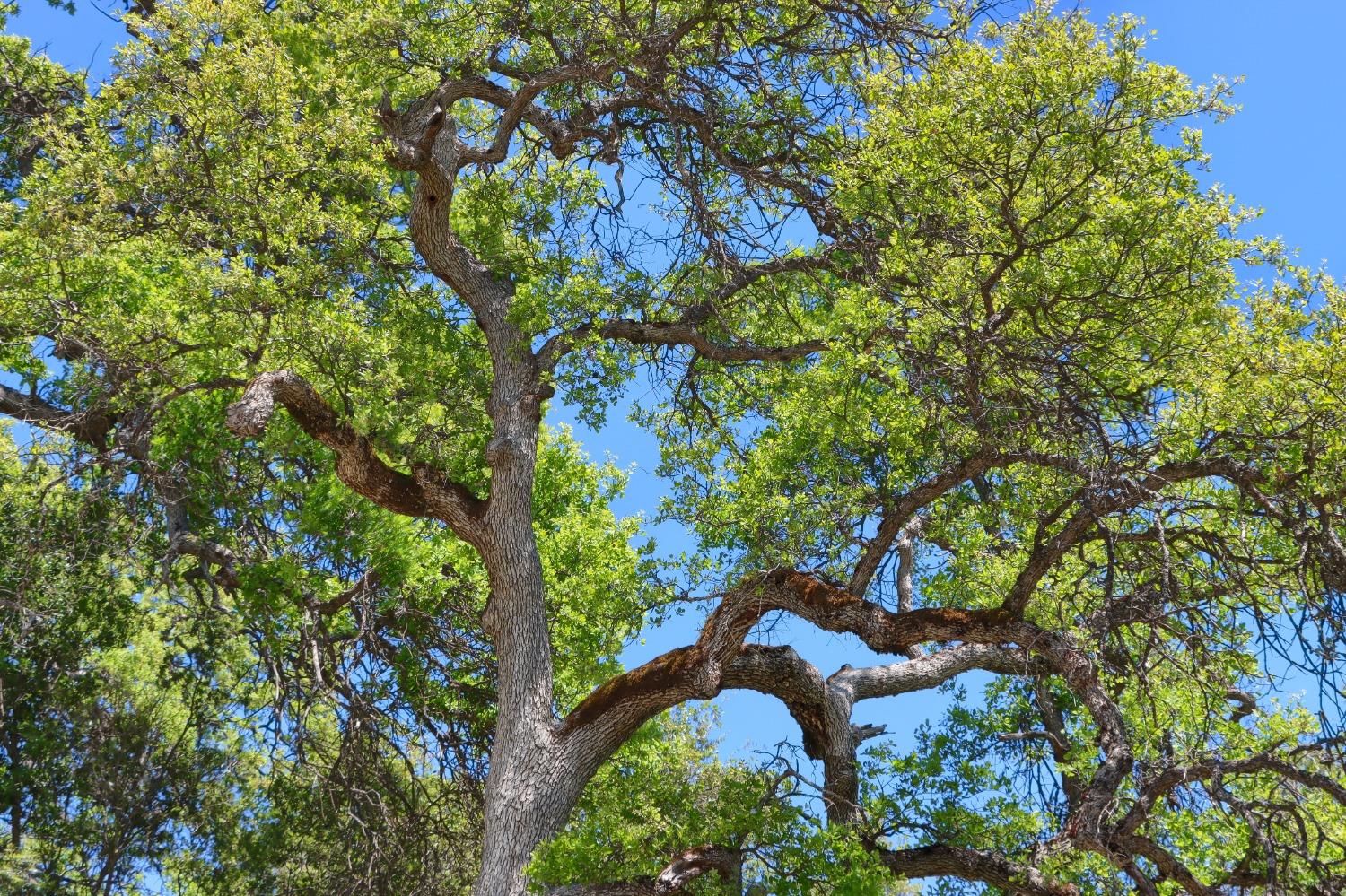 42275 Buckeye Rd, Oakhurst, CA 93644