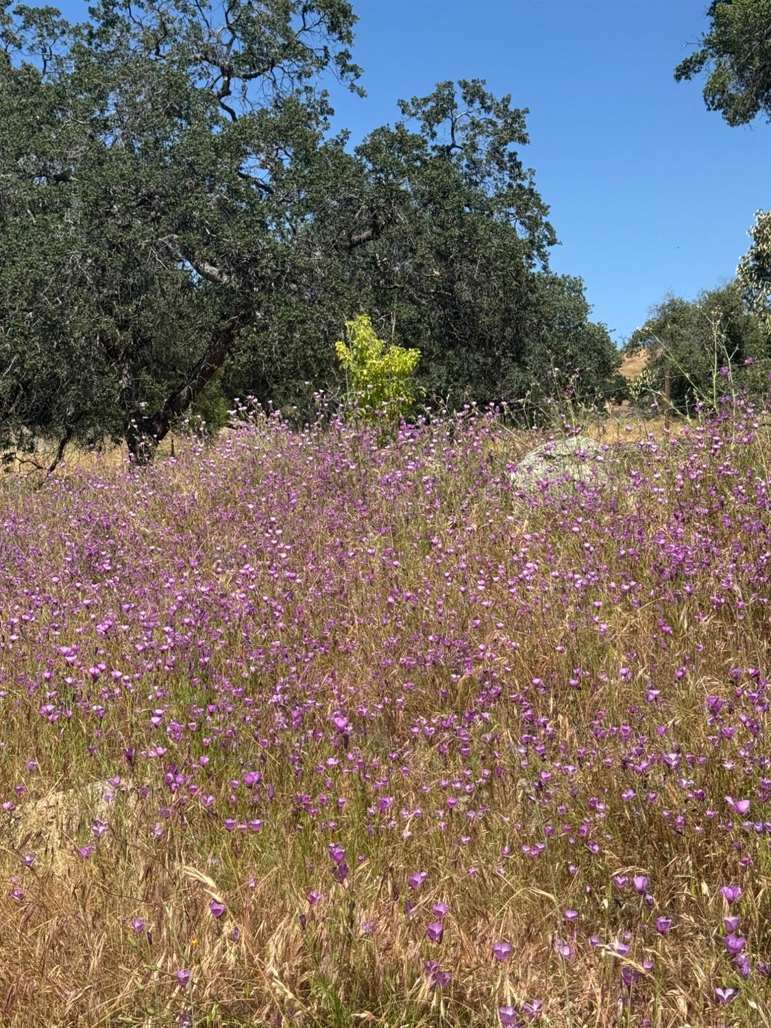 0 0 APN 153-290-03, Tollhouse, CA 93667