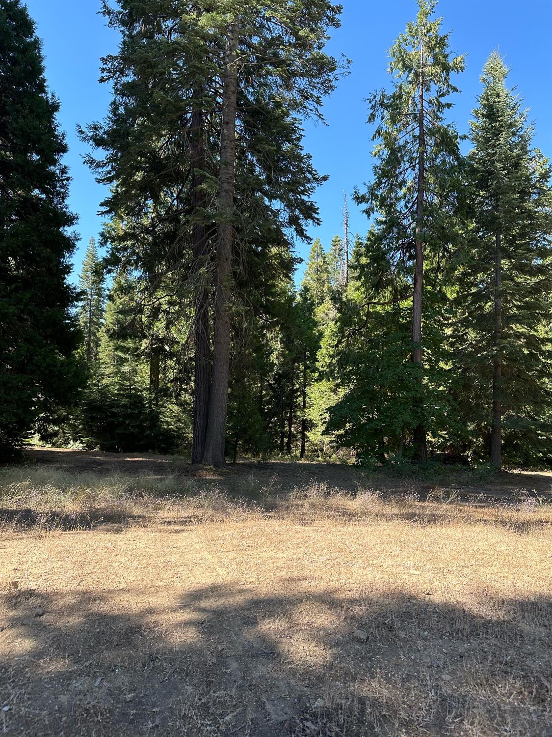 21 Lot Foxglove Lane, Shaver Lake, CA 93664
