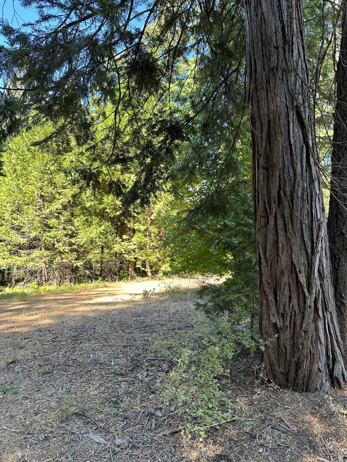 21 Lot Foxglove Lane, Shaver Lake, CA 93664