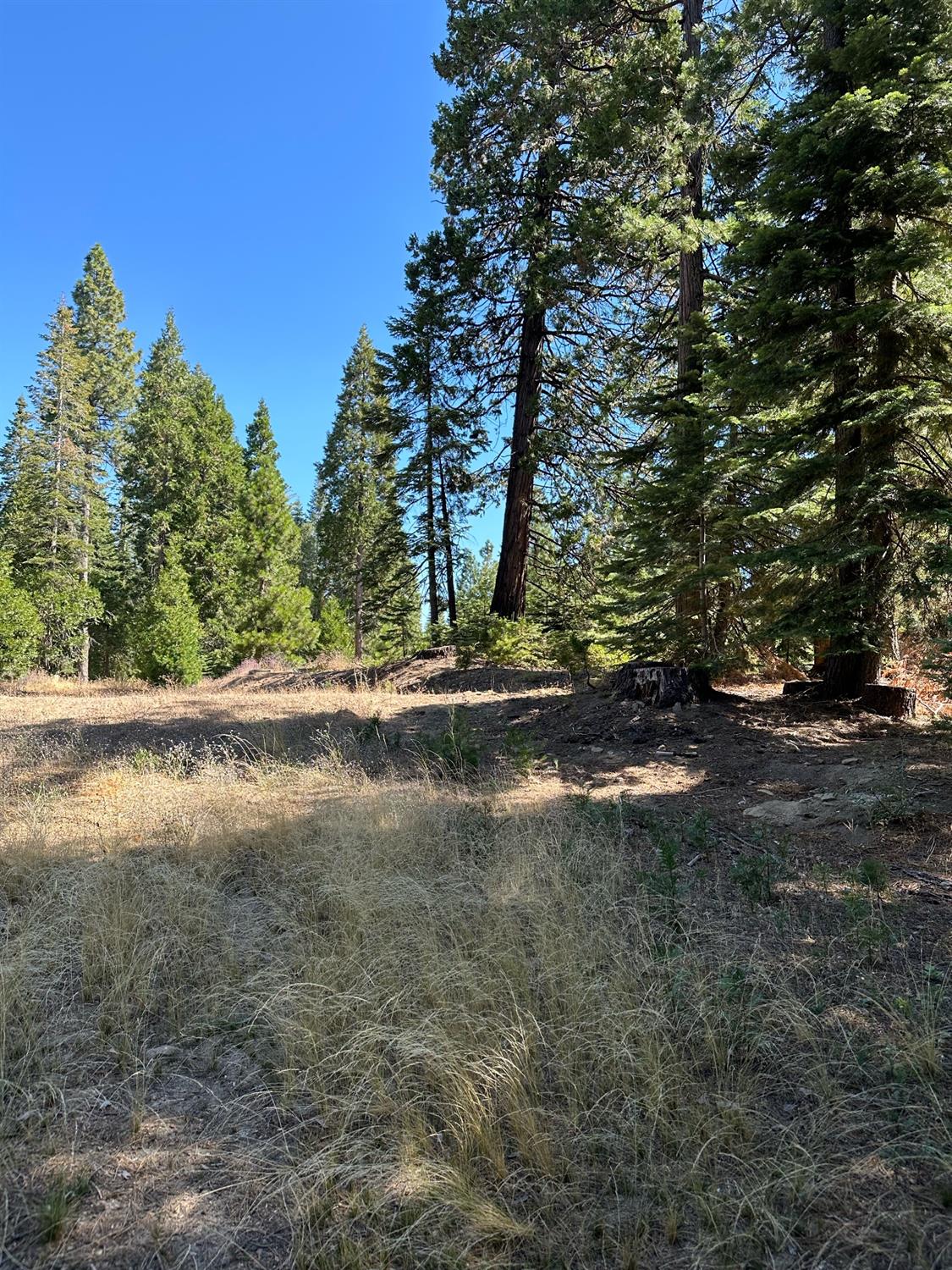 21 Lot Foxglove Lane, Shaver Lake, CA 93664