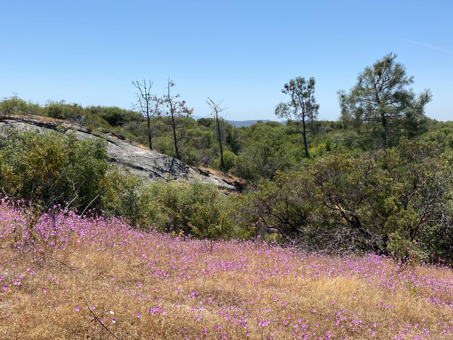 0 38.31 AC Flying O Ranch Rd., Coarsegold, CA 93614