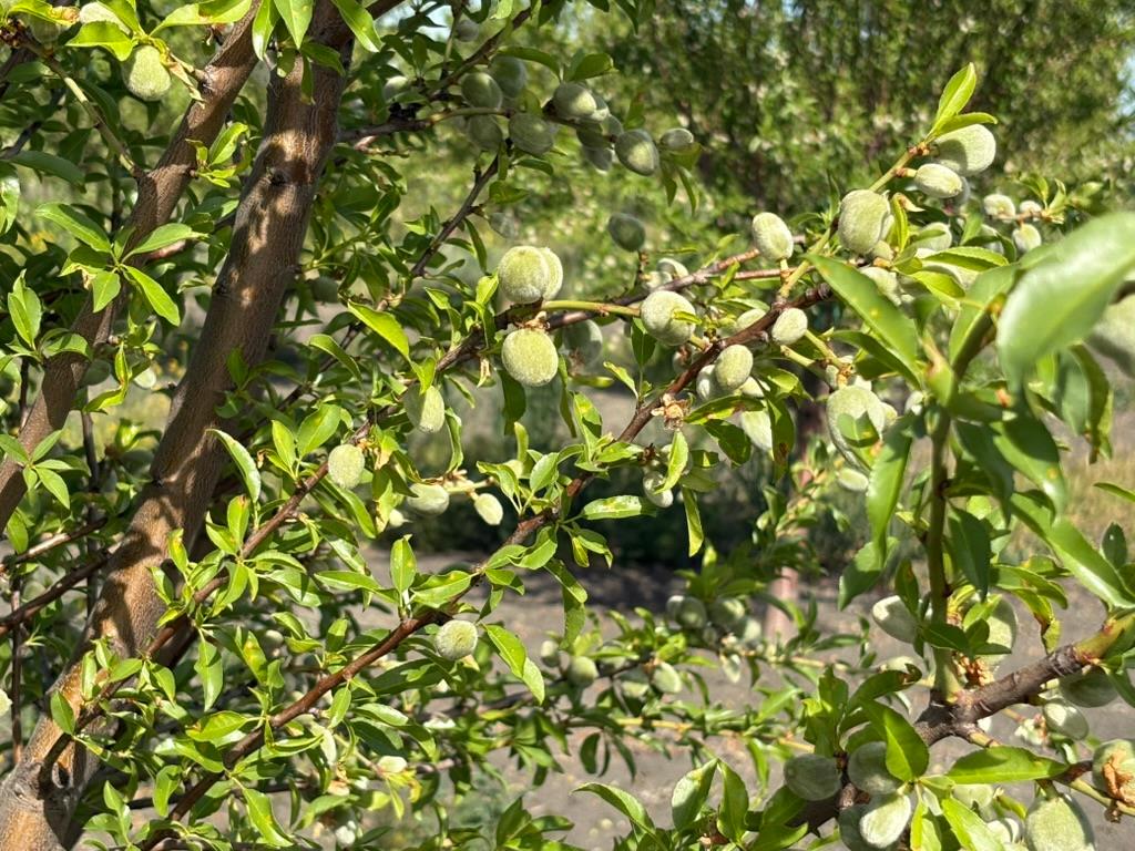 99600 Douglas Avenue, Firebaugh, CA 93622