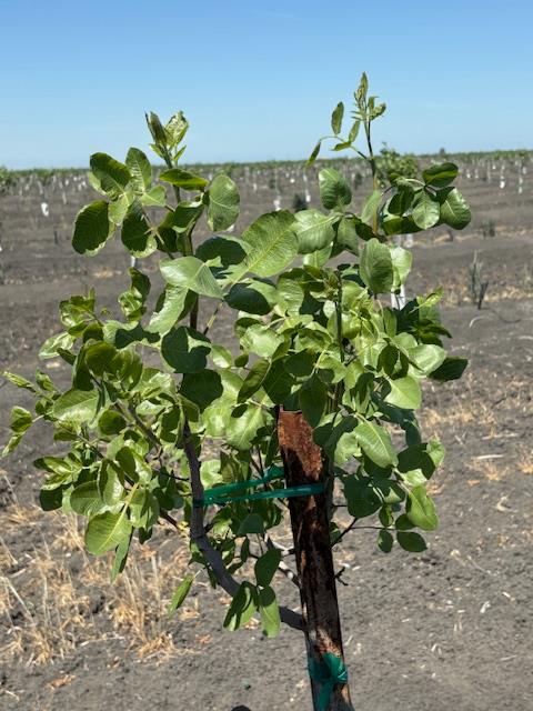 99600 Douglas Avenue, Firebaugh, CA 93622