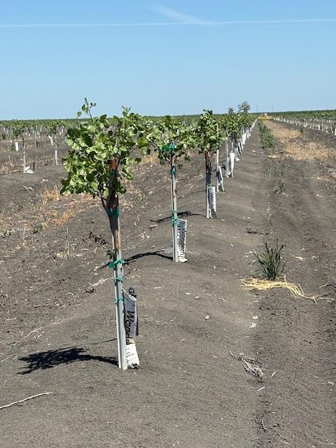 99600 Douglas Avenue, Firebaugh, CA 93622