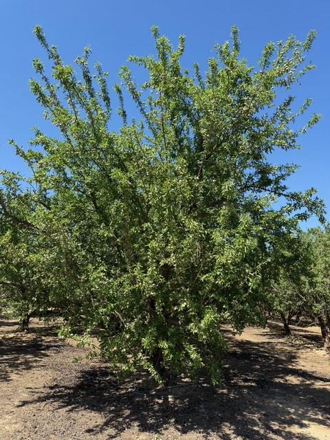 4234 W Church Ave, Fresno, CA 93706