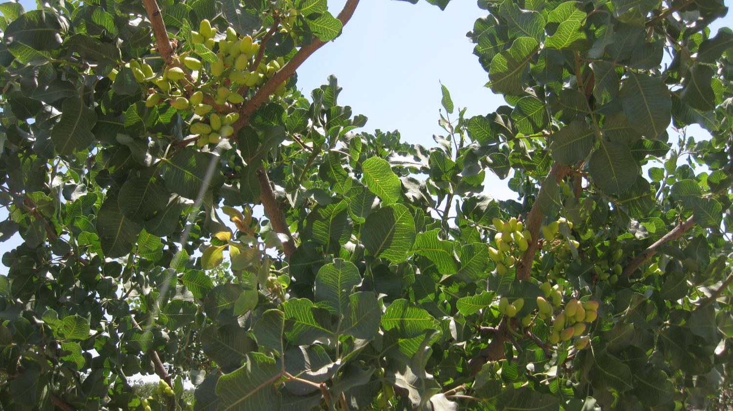 99999 NE Corner of Road 104 & Ave 104, Pixley, CA 93256