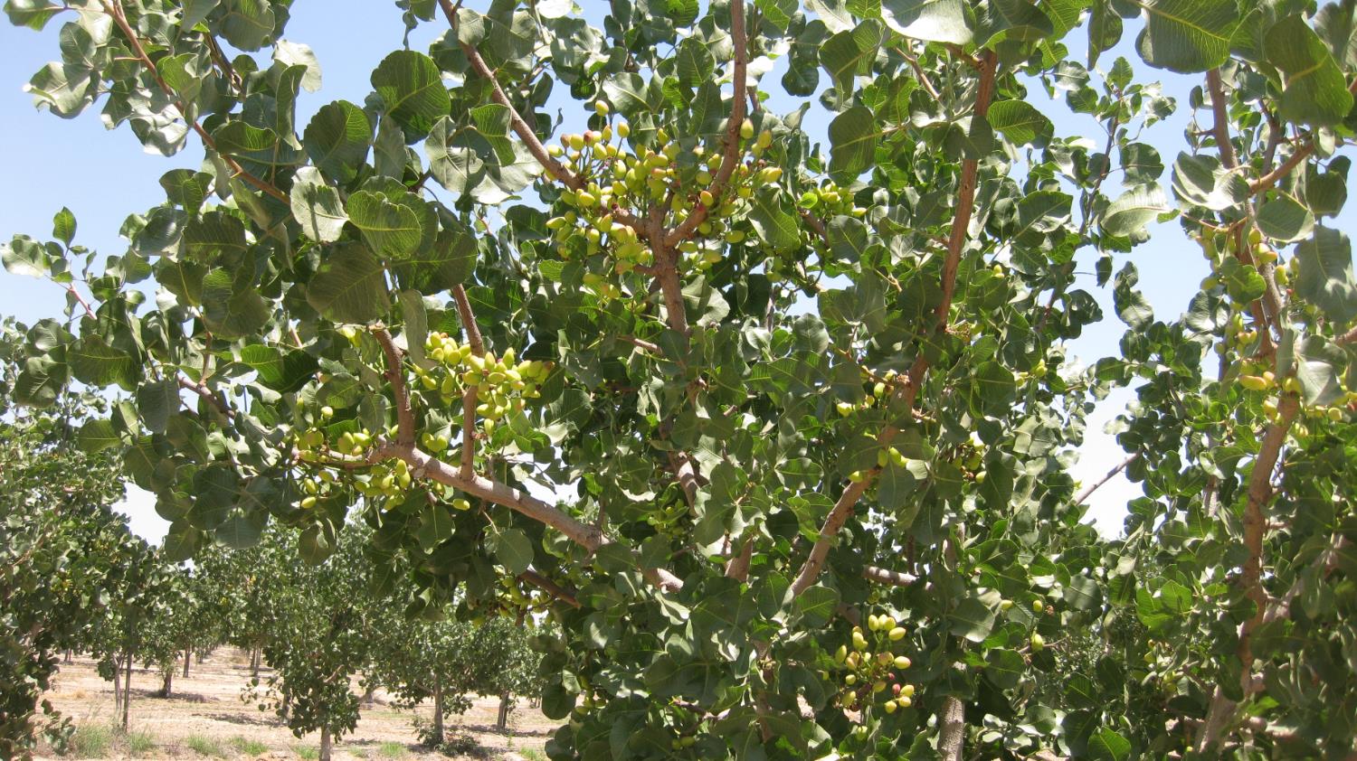 99999 NE Corner of Road 104 & Ave 104, Pixley, CA 93256