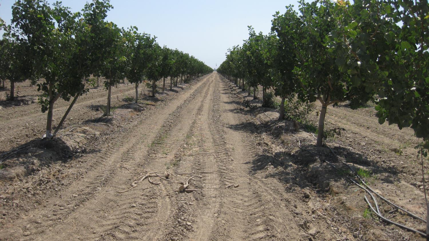 99999 NE Corner of Road 104 & Ave 104, Pixley, CA 93256