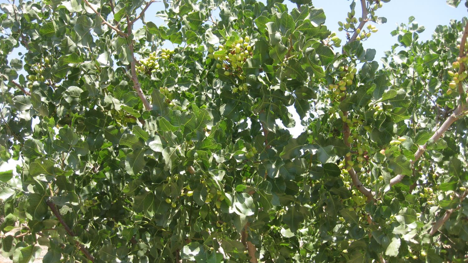 99999 NE Corner of Road 104 & Ave 104, Pixley, CA 93256