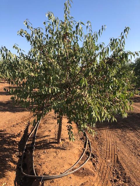 12000 E Shaw Ave, Clovis, CA 93619