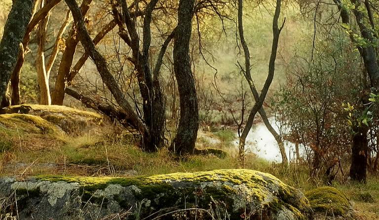 32413 Chickasaw Rd, Coarsegold, CA 93614