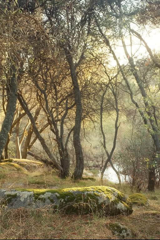 32413 Chickasaw Rd, Coarsegold, CA 93614