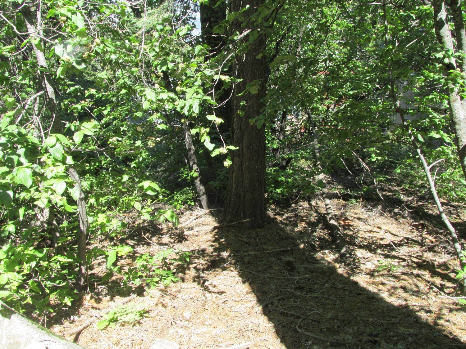 7419 Henness Ridge Rd, Yosemite West, CA 95389