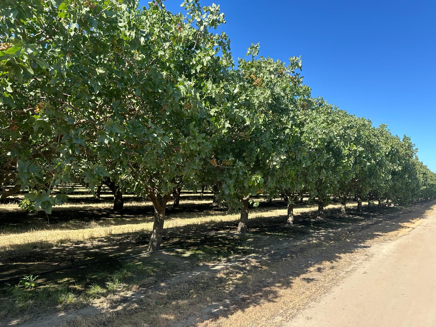 0 0 Road 11, Chowchilla, CA 93610