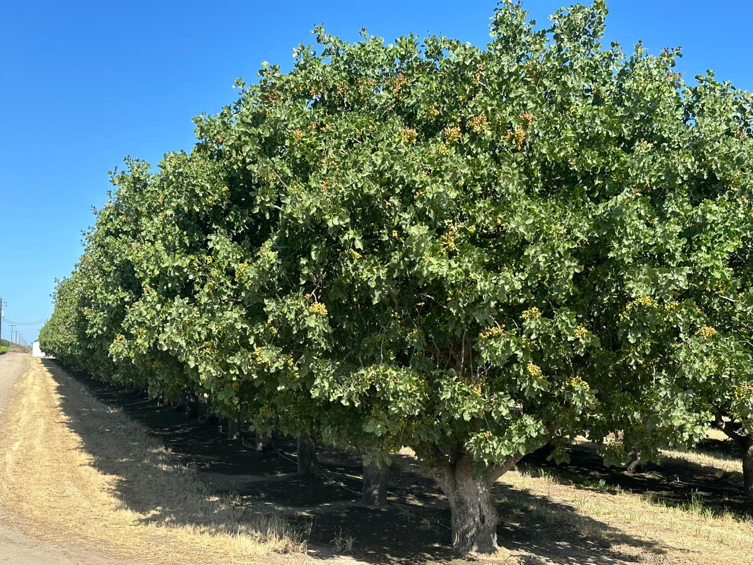 0 0 Road 11, Chowchilla, CA 93610