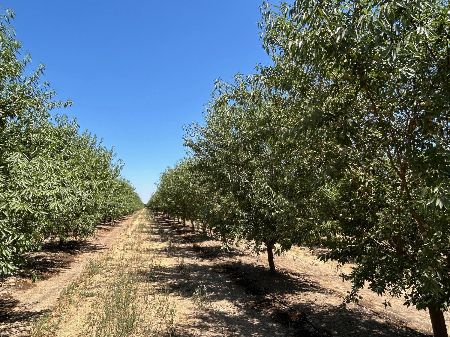 19338 Road 18, Madera, CA 93637