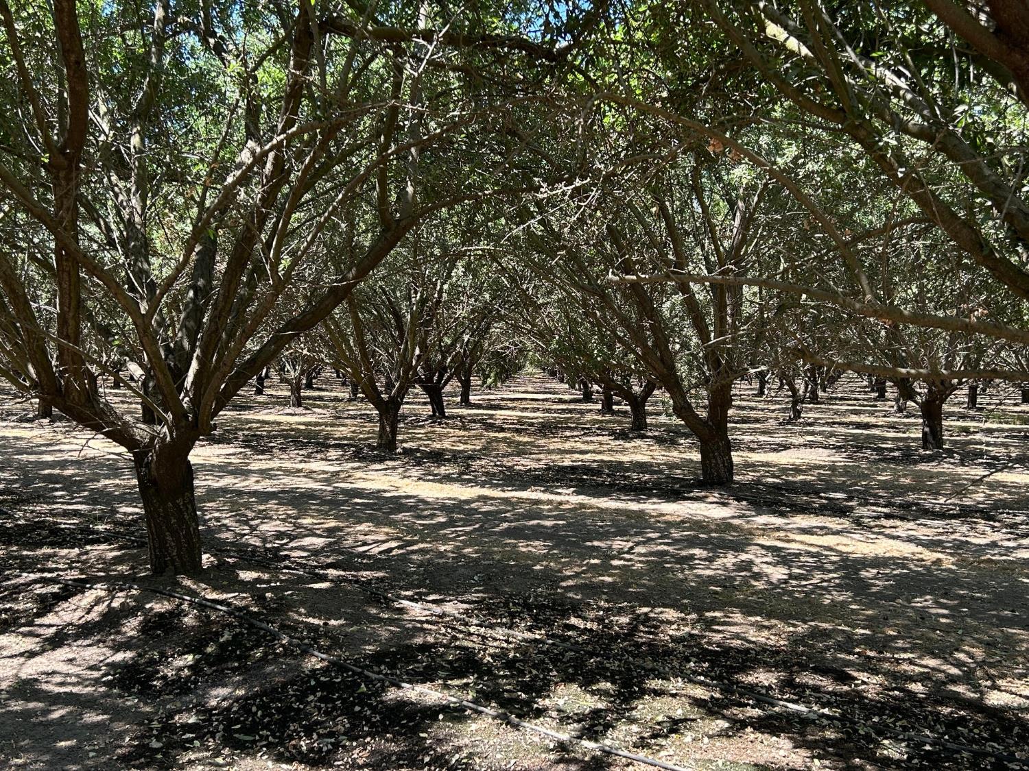 19338 Road 18, Madera, CA 93637