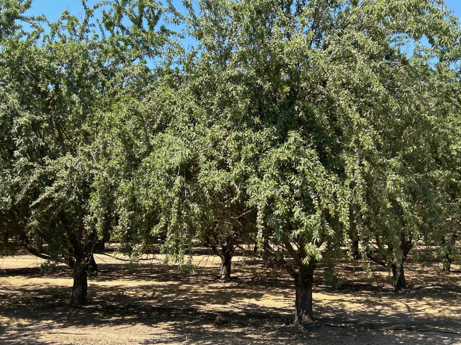 19338 Road 18, Madera, CA 93637