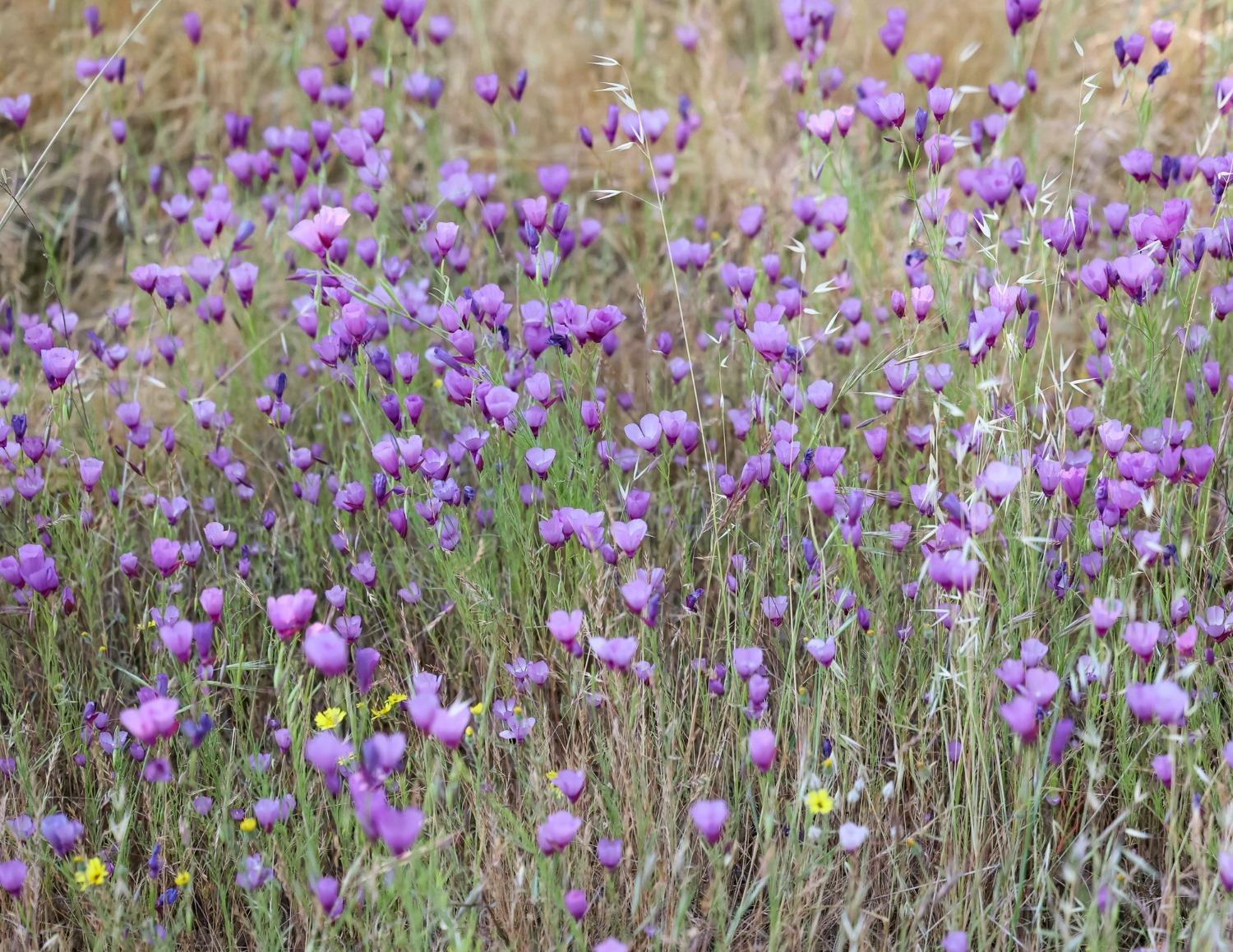 0 0 CA-180 Rd, Yokuts Valley, CA 93675