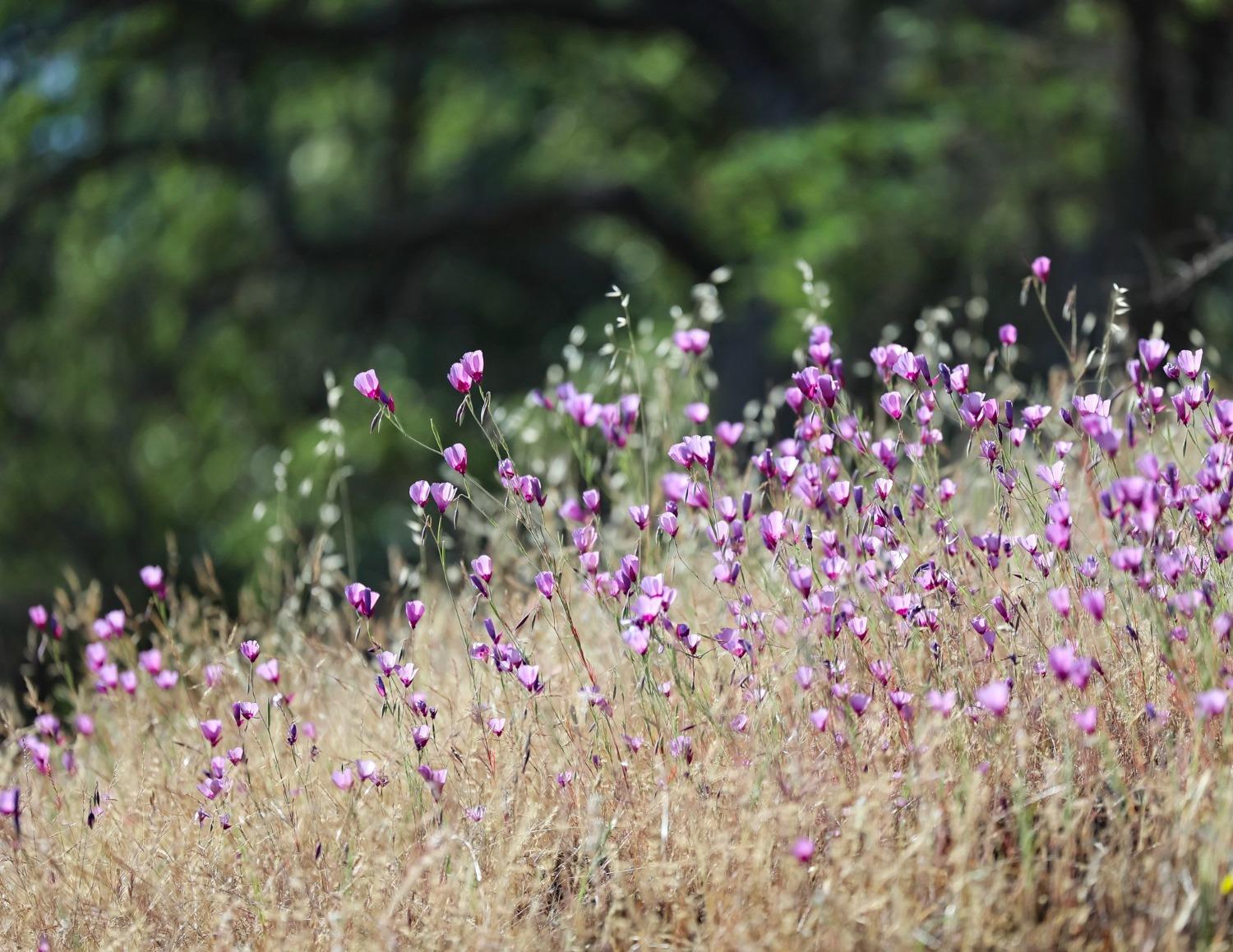 0 0 CA-180 Rd, Yokuts Valley, CA 93675