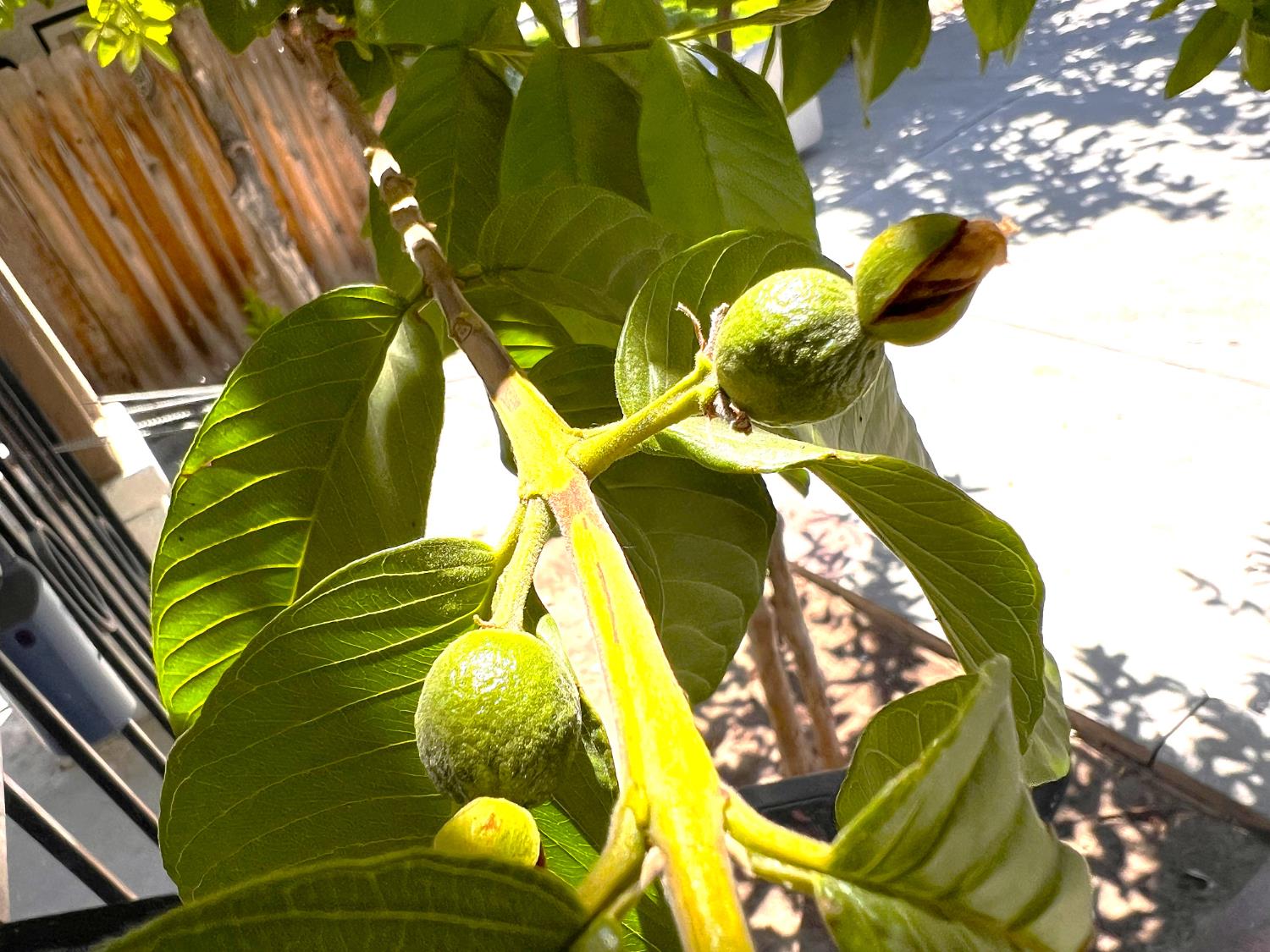 3223 E Madison Ave, Fresno, CA 93702