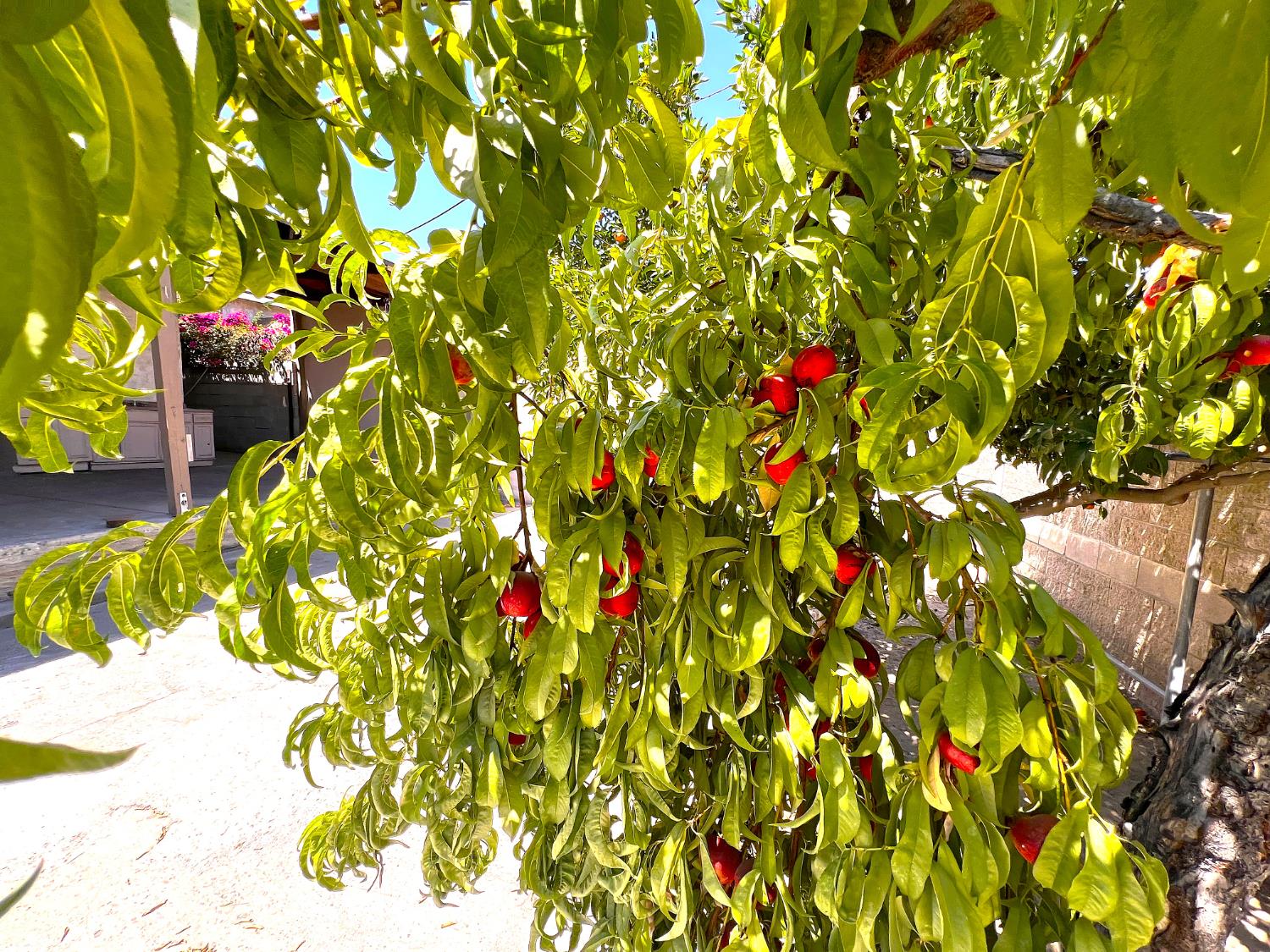 3223 E Madison Ave, Fresno, CA 93702