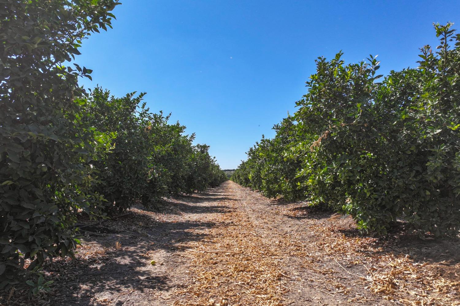 0 0 Avenue 424, Dinuba, CA 93618