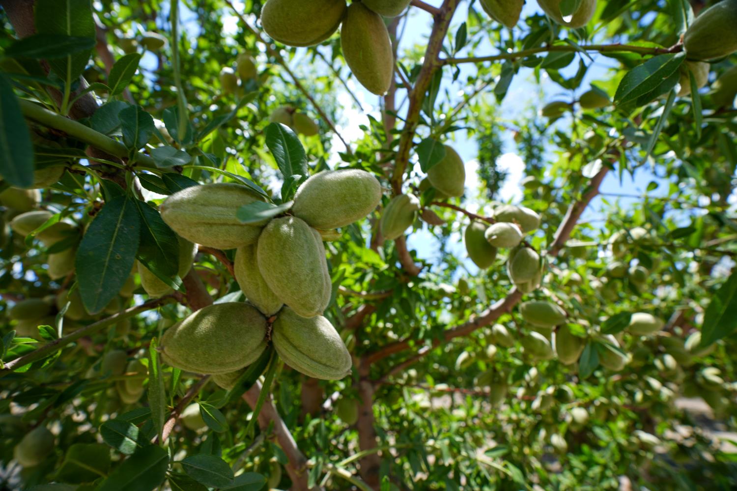 3630 S. Greenwood Ave., Sanger, CA 93657